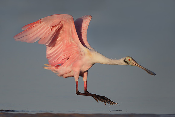 Roseate Spoonbill