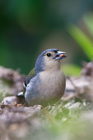 Madeiran Chaffinch