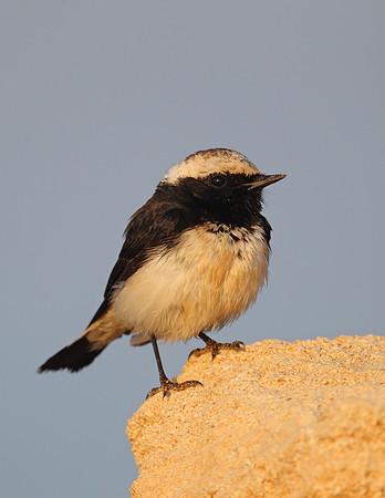 Cyprus Pied Wheatear