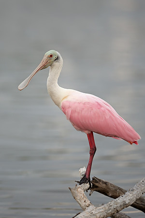 Roseate Spoonbill