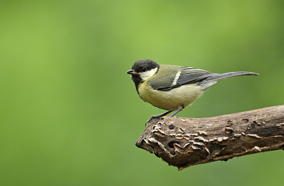 Great Tit