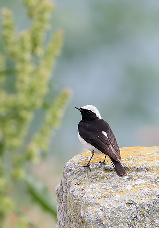Pied Wheatear