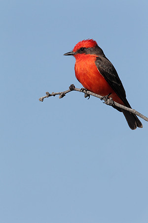 Vermilion Flycatcher