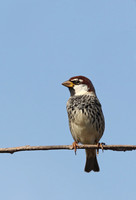 Spanish Sparrow
