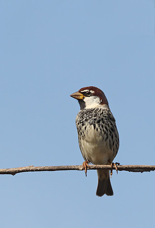 Spanish Sparrow