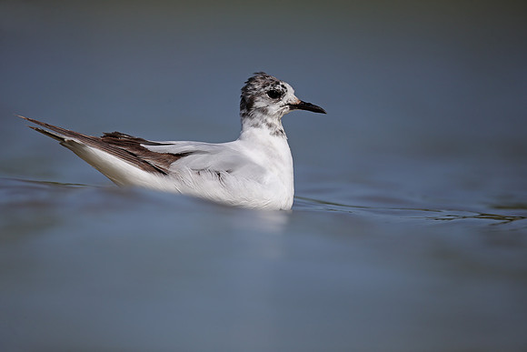 Little Gull
