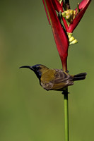 Olive-backed Sunbird