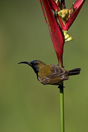 Olive-backed Sunbird
