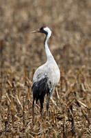 Cranes