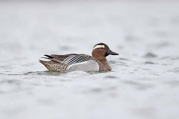 Garganey