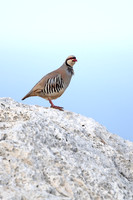 Chukar Partridge