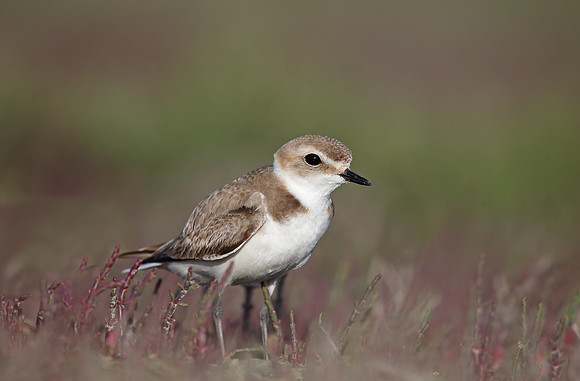 Kentish Plover