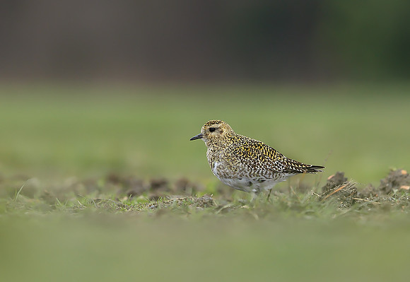 Golden Plover