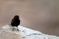Black Wheatear