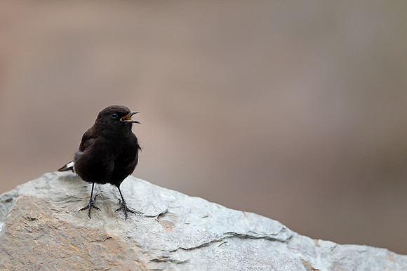Black Wheatear