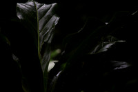 Rainforest #1