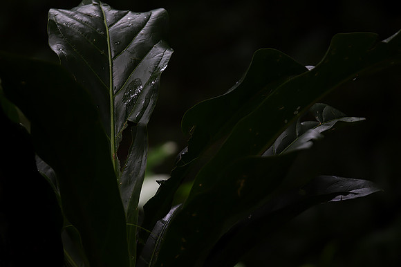 Rainforest #1