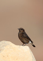 Black Wheatear