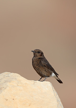 Black Wheatear