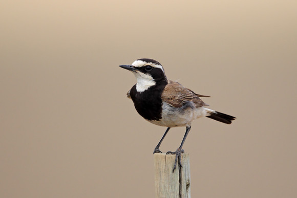 Capped Wheatear