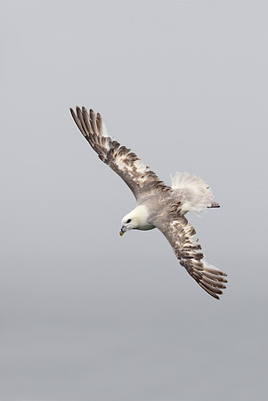 Northern Fulmar