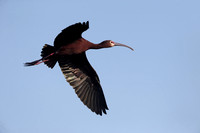 White-faced Ibis