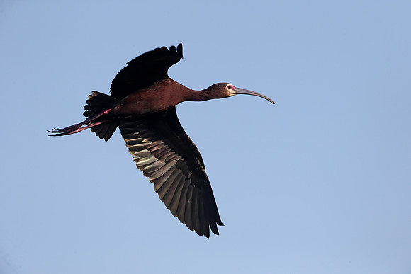 White-faced Ibis