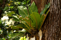 Rainforest #7