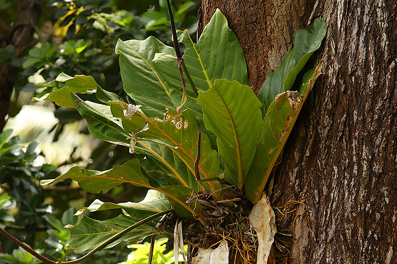 Rainforest #7