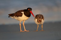 American Oystercatcher
