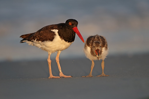 American Oystercatcher
