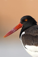 American Oystercatcher