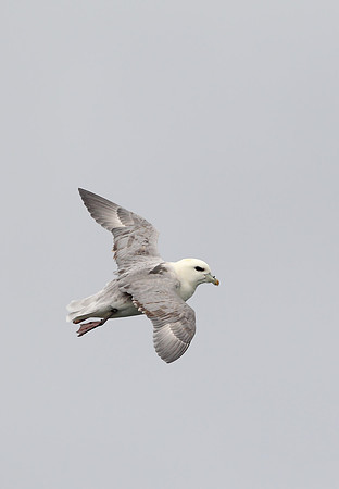 Northern Fulmar