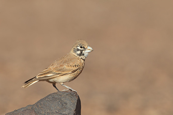 Thick-billed Lark