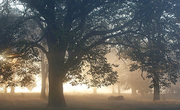 Sunbeams on Wanstead Flats
