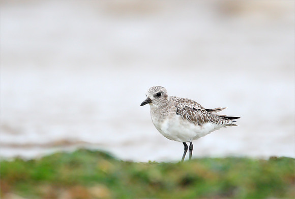 Grey Plover