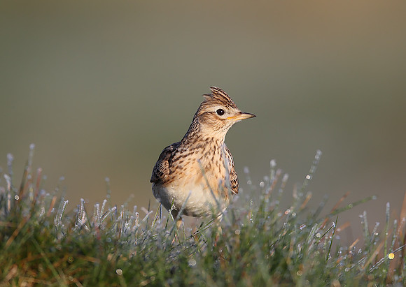 Skylark