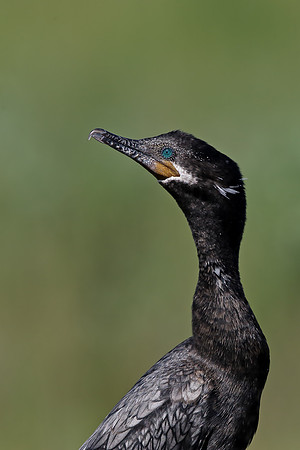 Neotropic Cormorant