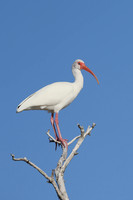 American White Ibis