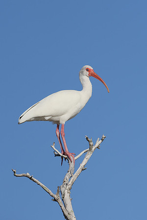 American White Ibis