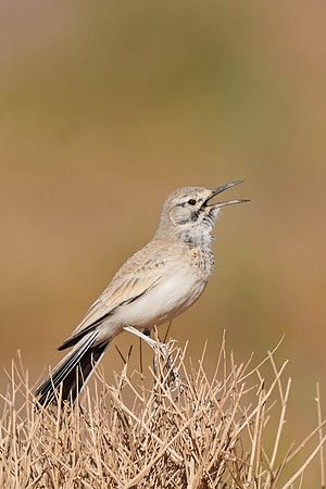 Greater Hoopoe-lark