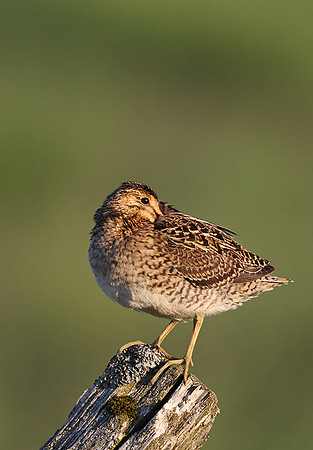 Snipe