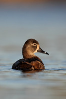 Ring-necked Duck