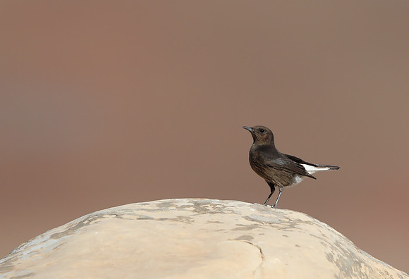 Black Wheatear