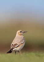 Isabelline Wheatear