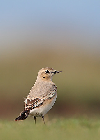 Isabelline Wheatear