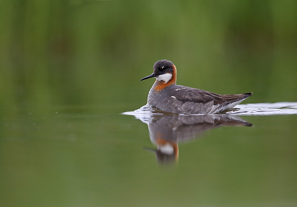 Red-necked Phalarope