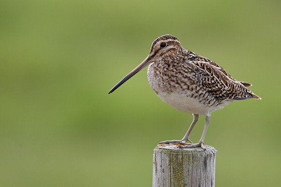 Snipe