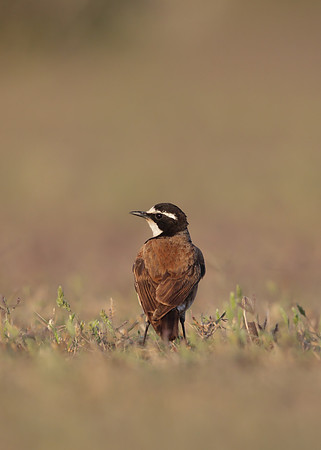 Capped Wheatear