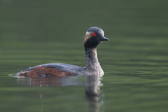 Black-necked Grebe